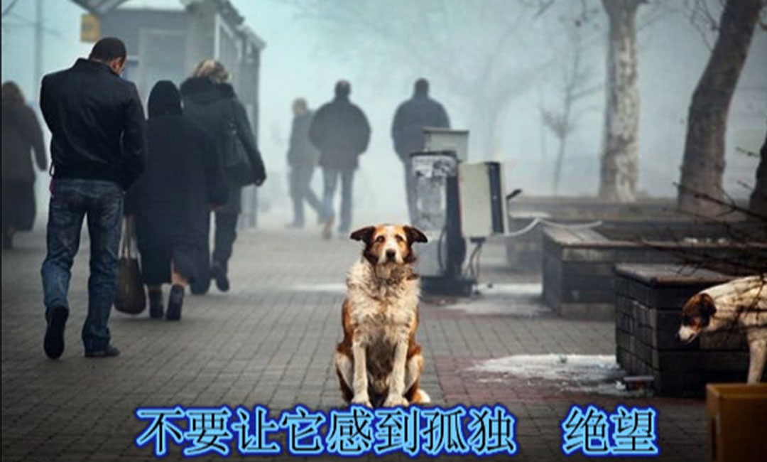阿坝阿坝爱影圈微博微信转发案例